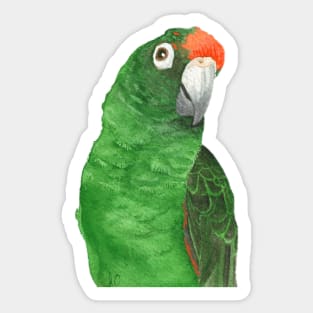 jardine's parrot watercolor - bird paint Sticker